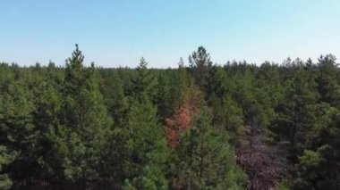 Çam ormanı, drone ile havadan görünümü. Çam ahşap Park üstten görünüm