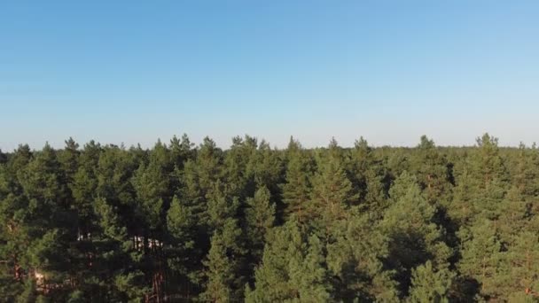 松树林, 空中鸟瞰与无人机。山顶景观在松树木公园 — 图库视频影像