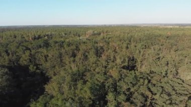 Çam ormanı, drone ile havadan görünümü. Çam ahşap Park üstten görünüm