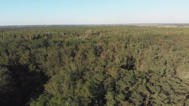 Πευκοδάσος, αεροφωτογραφία με drone. Το Top view σε ξύλο πάρκο με πεύκα — Αρχείο Βίντεο