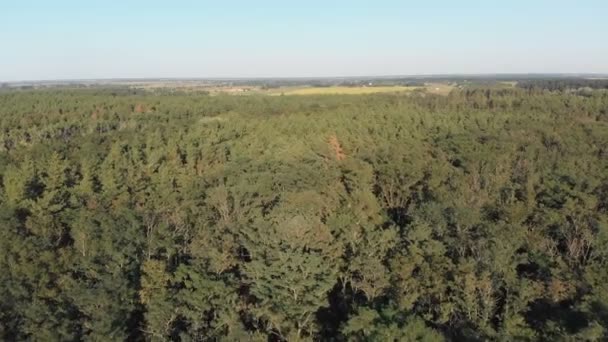 Floresta de pinheiro, vista aérea com drone. Vista superior no parque de madeira de pinho — Vídeo de Stock