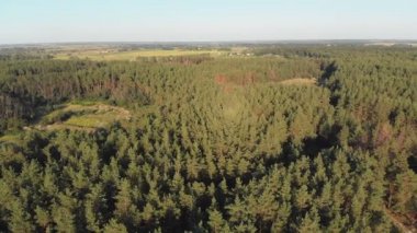 Çam ormanı, drone ile havadan görünümü. Çam ahşap Park üstten görünüm