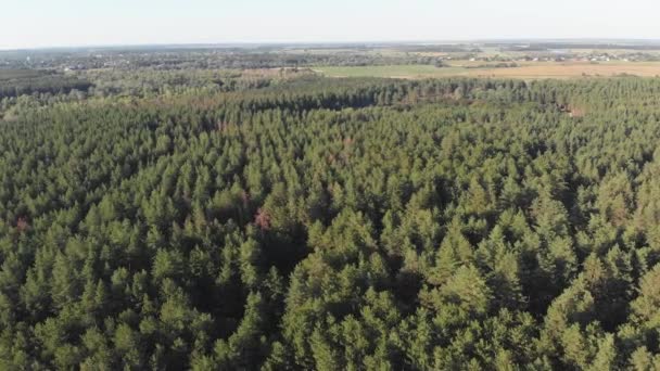 Bosque de pinos, vista aérea con dron. Vista superior en parque de madera de pino — Vídeos de Stock