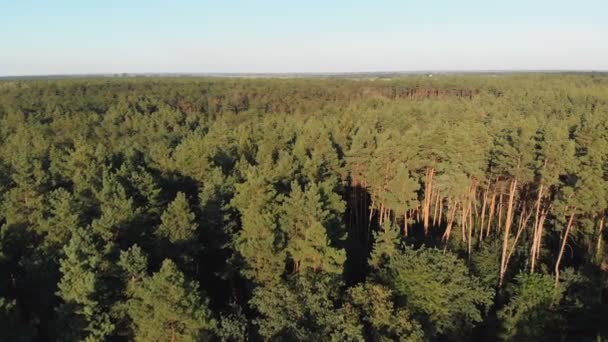 Bosque de pinos, vista aérea con dron. Vista superior en parque de madera de pino — Vídeos de Stock
