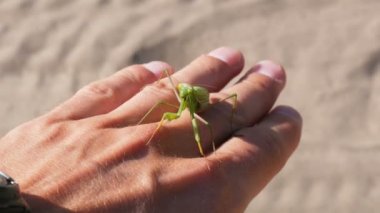 Mantis oturur üzerinde böcek bir el mans