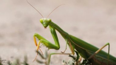 Böcek yeşil Mantis oturur kum ve Cleans onun pençeleri üzerinde