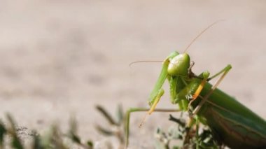 Böcek yeşil Mantis oturur kum ve Cleans onun pençeleri üzerinde