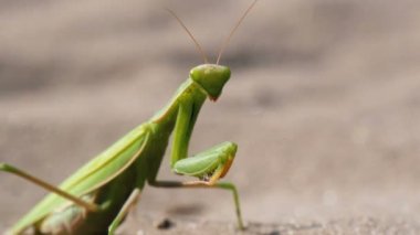 Böcek yeşil Mantis kumsalda oturur