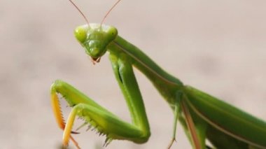 Böcek yeşil Mantis oturur kum ve Cleans onun pençeleri üzerinde
