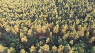 Kırmızı yangın kamyon sürüş bir çam ormanının içinde yol boyunca dron üzerinden üstten görünüm