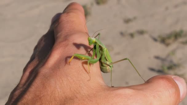 The insect Mantis sits on a mans hand — Stock Video