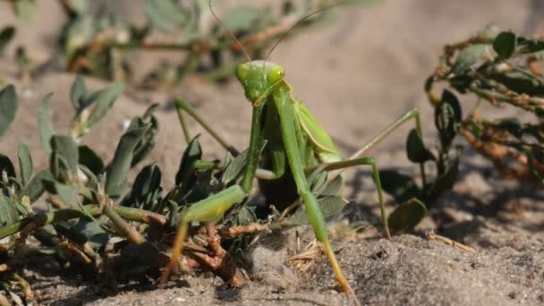 El insecto verde Mantis se sienta en la arena y limpia sus patas — Vídeos de Stock