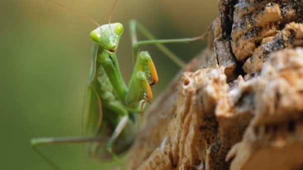 Комаха зелений Mantis сидить на стовбур дерева — стокове відео