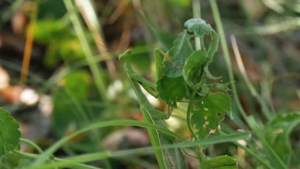 O inseto verde Mantis senta-se na grama — Vídeo de Stock