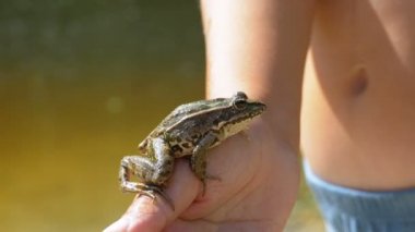 Küçük çocuk tutan bir kurbağa Nehri yakınında sahilde elinde.