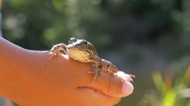 Küçük çocuk bir kurbağa Nehri yakınında sahilde elinde tutuyor. Ağır çekim