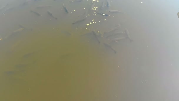 Luftaufnahme eines Schwarms Karpfenfische, der auf der Wasseroberfläche im Fluss schwimmt — Stockvideo