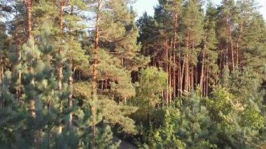 Çam ormanı, drone ile havadan görünümü. Çam ahşap Park üstten görünüm