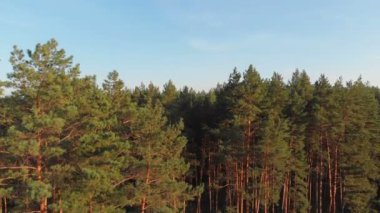 Çam ormanı, drone ile havadan görünümü. Çam ahşap Park üstten görünüm