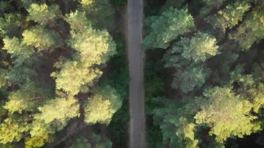 Üst yaşlı yamalı orman yolu üzerinde uçan görüntüleyin. Her iki büyüyen Woods