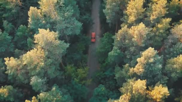 Vista aérea desde el Drone al coche rojo que monta a lo largo de la carretera en un bosque de pinos — Vídeos de Stock