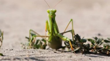 Böcek yeşil Mantis oturur kum ve Cleans onun pençeleri üzerinde