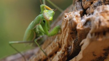 Böcek yeşil Mantis Ağaç gövdesinde oturur