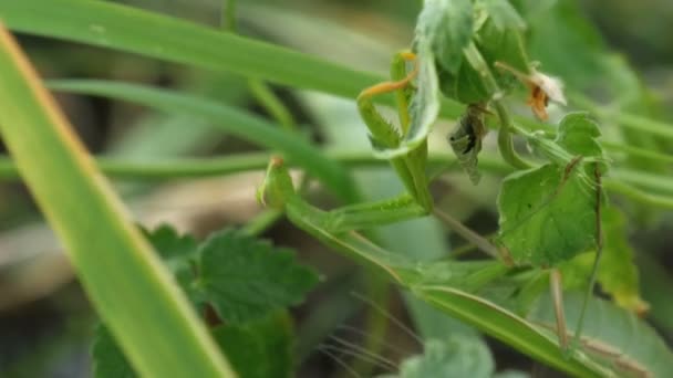 昆虫绿螳螂坐在草地上 极端特写 — 图库视频影像
