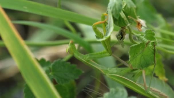 Insetto Verde Mantide Siede Nell Erba Primo Piano Estremo — Video Stock