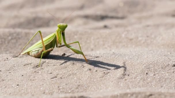 Owad zielony Mantis siedzi na piasku i czyści jego łapy — Wideo stockowe