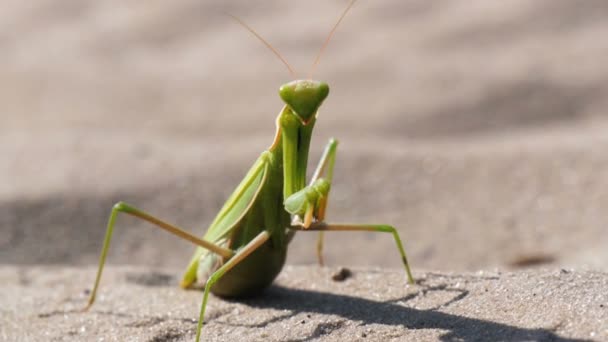 O inseto verde Mantis senta-se na areia — Vídeo de Stock