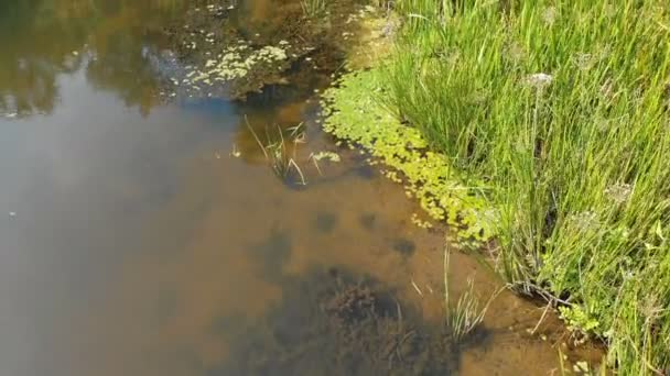 Belgili tanımlık nehir yatak dron üst görünümden olduğunu — Stok video