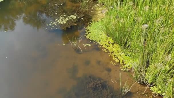 Das Flussbett ist eine Draufsicht aus der Drohne — Stockvideo