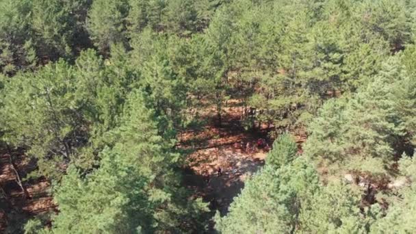 Ludzie odpocząć i dojść drona na Polanie w widokiem na las sosnowy — Wideo stockowe
