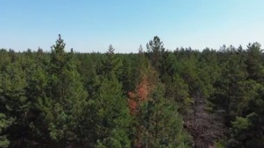 Çam ormanı, drone ile havadan görünümü. Çam ahşap Park üstten görünüm