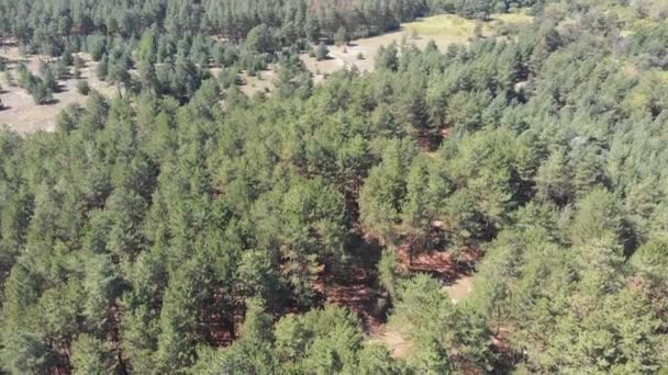 Pinède, vue aérienne avec drone. Vue de dessus dans un parc de pins — Video