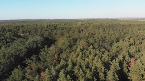 Tallskog, flygfoto med drönare. Ovanifrån i pinjeskogsparken — Stockvideo