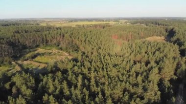 Çam ormanı, drone ile havadan görünümü. Çam ahşap Park üstten görünüm