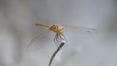 Yusufçuk dal. 96 fps ağır çekimde. Yaz günü