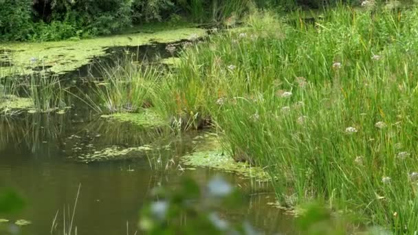 Příroda na řece, zelená vegetace na březích řeky — Stock video