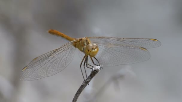 Dragonfly on a Branch — Stock Video