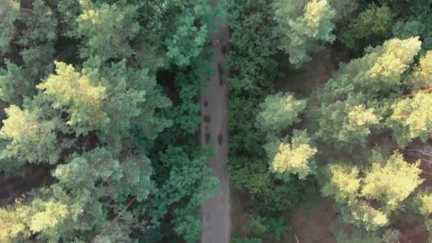 Vista superior Volando sobre Old Patched Forest Road. Bosques creciendo a ambos lados — Vídeos de Stock