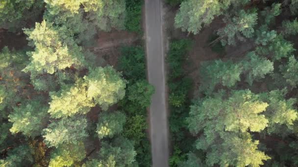 Vista dall'alto Volare su Old Patched Forest Road. Boschi che crescono su entrambi i lati — Video Stock