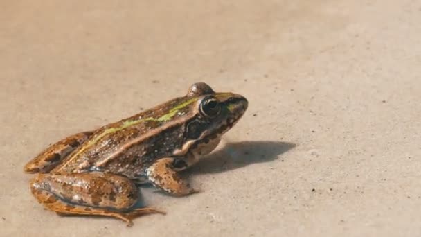 Green Frog Sitting on a River Bank in Water — Stock Video
