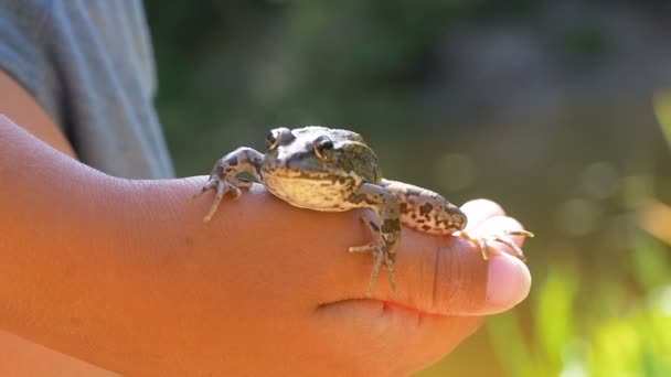 Malý chlapec drží žába v ruce na pláži nedaleko řeky. Zpomalený pohyb — Stock video