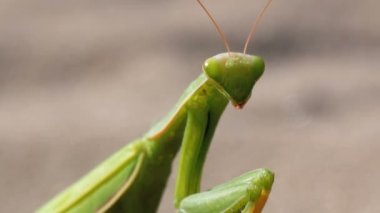 Böcek yeşil Mantis oturur kum ve Cleans onun pençeleri üzerinde