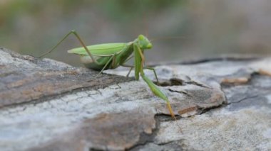 Böcek yeşil Mantis Ağaç gövdesinde oturur