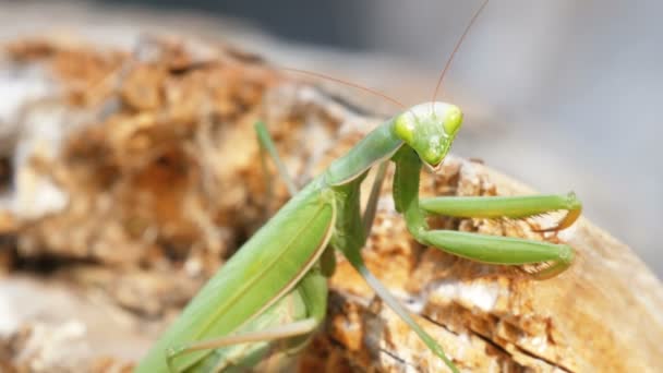 O inseto verde Mantis senta-se no tronco da árvore — Vídeo de Stock