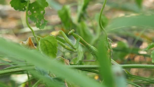O inseto verde Mantis senta-se na grama — Vídeo de Stock