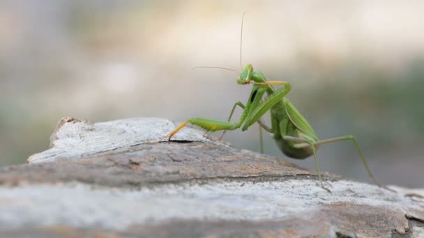 L'insetto verde Mantis si siede sul tronco d'albero — Video Stock